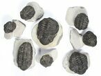Lot: Bargain, - Pedinopariops Trilobites - Pieces #80972-1